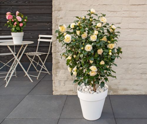 Camellia williamsii 'Jury'- Kamélia