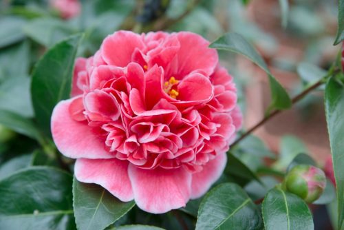 Camellia williamsii 'Volunteer'- Kamélia