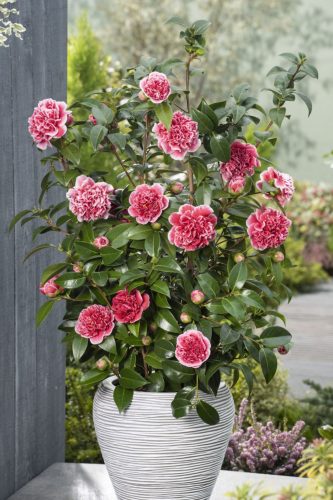 Camellia williamsii 'Volunteer'- Kamélia
