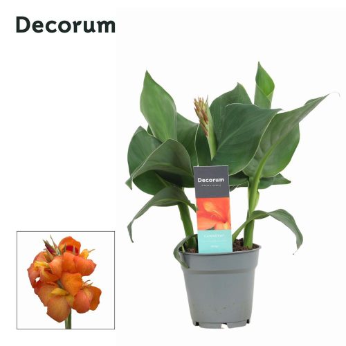 Canna Cannova Mango (Decorum) - Kannavirág