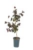 Corylus avellana 'Pendula' – Csüngőágú mogyoró