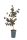 Corylus avellana 'Pendula' – Csüngőágú mogyoró