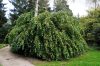 Corylus avellana 'Pendula' – Csüngőágú mogyoró