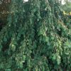 Corylus avellana 'Pendula' – Csüngőágú mogyoró