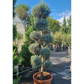 Cupressus arizonica - Arizonai Ciprus pompon
