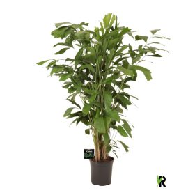 Caryota mitis - Halfarokpálma