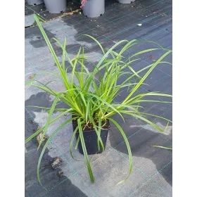 Carex sylvatica - Erdei sás