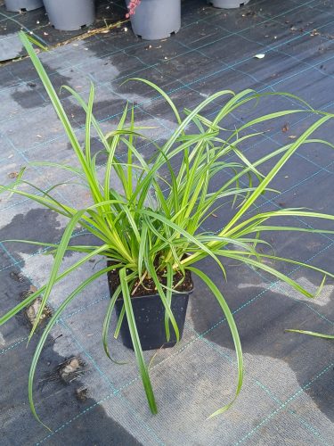Carex sylvatica - Erdei sás