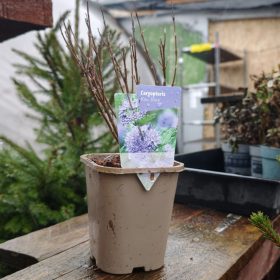 Caryopteris 'Kew Blue' - Kékszakáll (11cm)