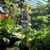 Clematis 'Ashva' - Klematisz