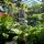 Clematis 'Ashva' - Klematisz