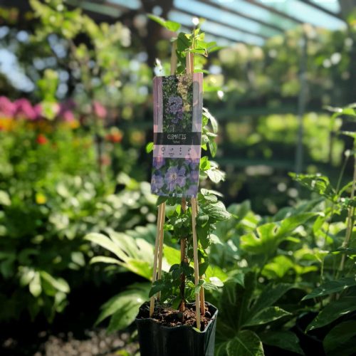 Clematis 'Ashva' - Klematisz