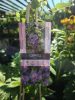 Clematis 'Ashva' - Klematisz