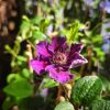 Clematis 'Ashva' - Klematisz