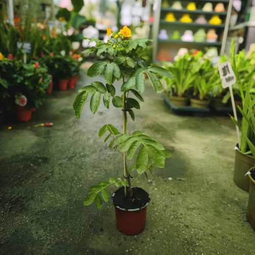 Senna corymbosa - Kasszia