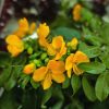 Senna corymbosa - Kasszia