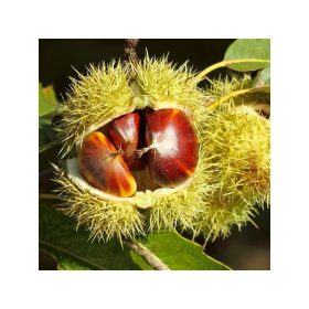 Castanea sativa - Szelídgesztenye (magcsemete)