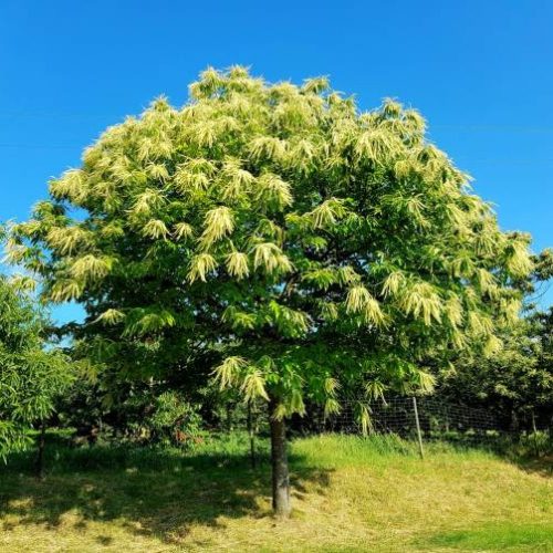 Castanea sativa - Szelídgesztenye (magcsemete)