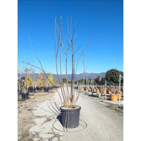 Catalpa bignonioides - Szivarfa