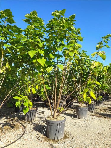 Catalpa bignonioides - Szivarfa