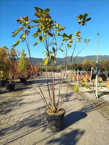 Catalpa bignonioides - Szivarfa