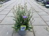 Catananche caerulea- Zörgővirág