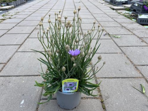 Catananche caerulea- Zörgővirág