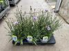 Catananche caerulea- Zörgővirág