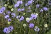 Catananche caerulea- Zörgővirág
