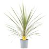Cordyline australis torbay dazzler - Takra levelű déli bunkóliliom