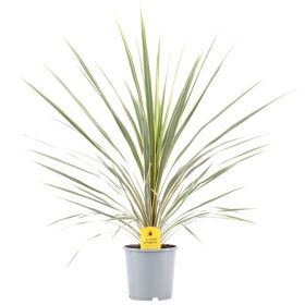   Cordyline australis torbay dazzler - Takra levelű déli bunkóliliom