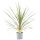 Cordyline australis torbay dazzler - Takra levelű déli bunkóliliom