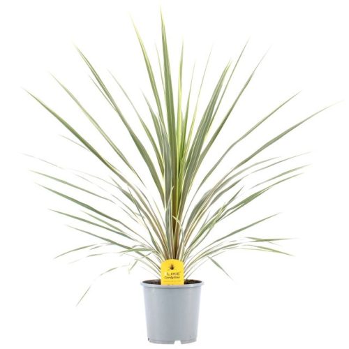 Cordyline australis torbay dazzler - Takra levelű déli bunkóliliom