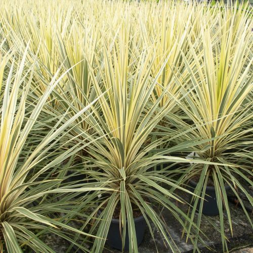 Cordyline australis torbay dazzler - Takra levelű déli bunkóliliom