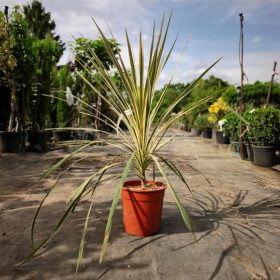   Cordyline australis torbay dazzler - Takra levelű déli bunkóliliom
