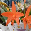Cattleya orchidea