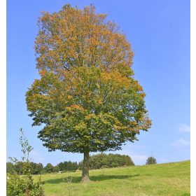 Carpinus betulus - Közönséges gyertyán
