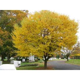 Carpinus betulus - Közönséges gyertyán
