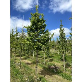 Carpinus betulus - Közönséges gyertyán