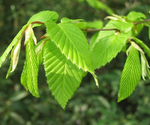 Carpinus betulus - Közönséges gyertyán