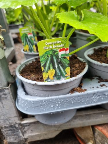 Courgette 'Black Beauty' - Cukkini