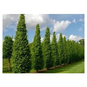 Carpinus betulus 'Fastigiata' - Oszlopos gyertyán