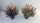 Calluna Beauty Ladies 'High Five' - Csarab