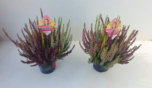 Calluna Beauty Ladies 'High Five' - Csarab