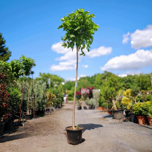 Catalpa bignonioides 'Nana' - Gömbkoronájú szivarfa