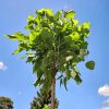 Catalpa bignonioides 'Nana' - Gömbkoronájú szivarfa