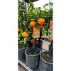 Citrus Clementin - Klementin mandarin 