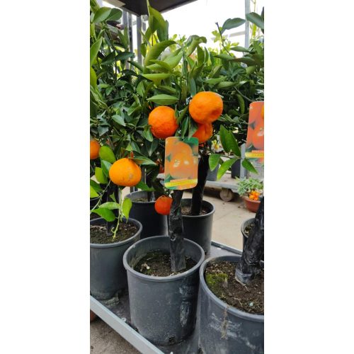 Citrus Clementin - Klementin mandarin 