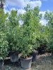 Cinnamomum camphora - Kámforfa