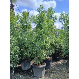 Cinnamomum camphora - Kámforfa